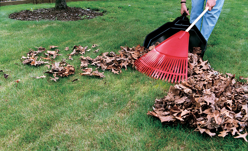 Yard Clean-ups